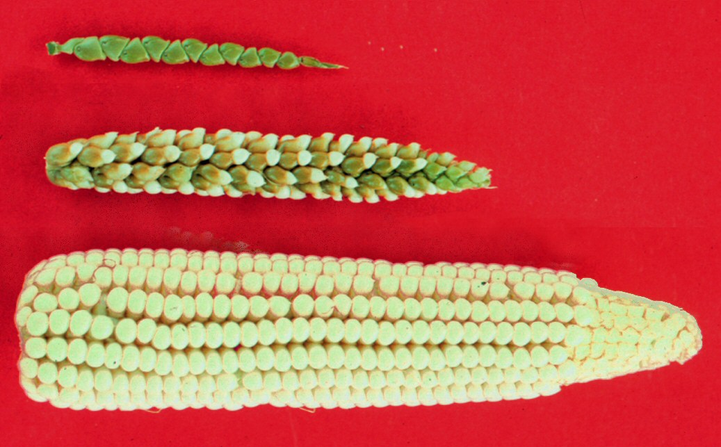 Three ears arranged vertically — wild teosinte (top), a teosinte-maize hybrid (center), and modern maize (bottom) — illustrating roughly nine thousand years of human selection in the Balsas River valley of southwestern Mexico.