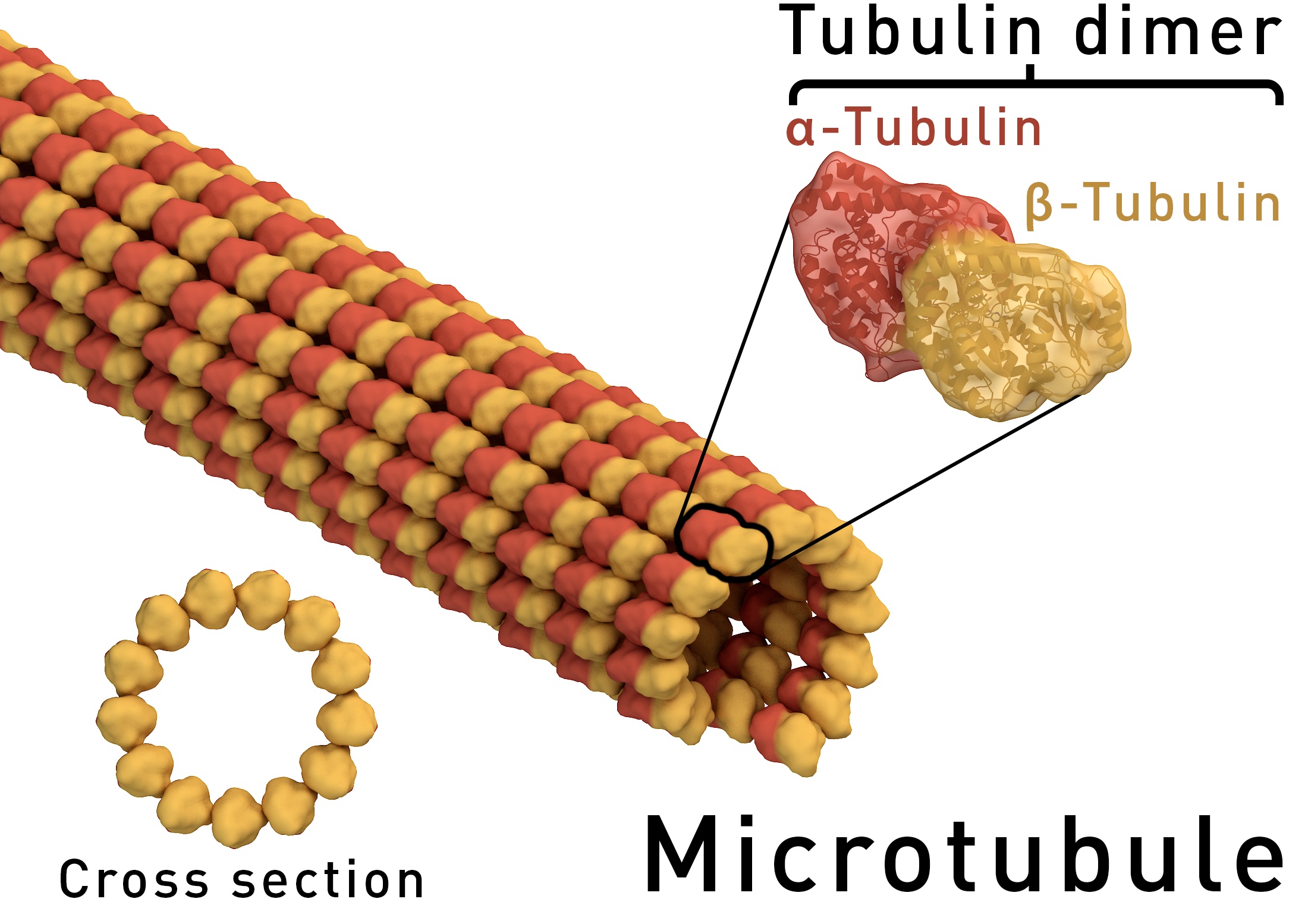 3D diagram of a microtubule showing the helical lattice of alpha- and beta-tubulin heterodimers, with a cross-section ring inset labeling the hollow cylindrical structure